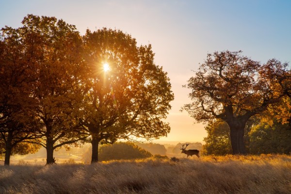 Richmond Park, Londra